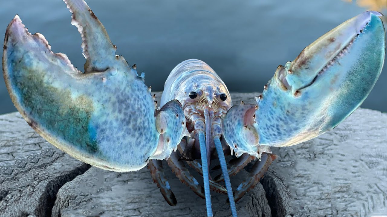 Blue lobster jump scare