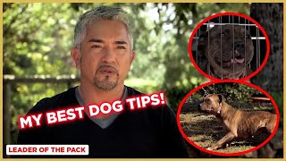 Learn the Basics of Dog Training (Staffordshire Bull Terrier) | Leader of the Pack by Cesar Millan 64,041 views 1 month ago 4 minutes, 21 seconds