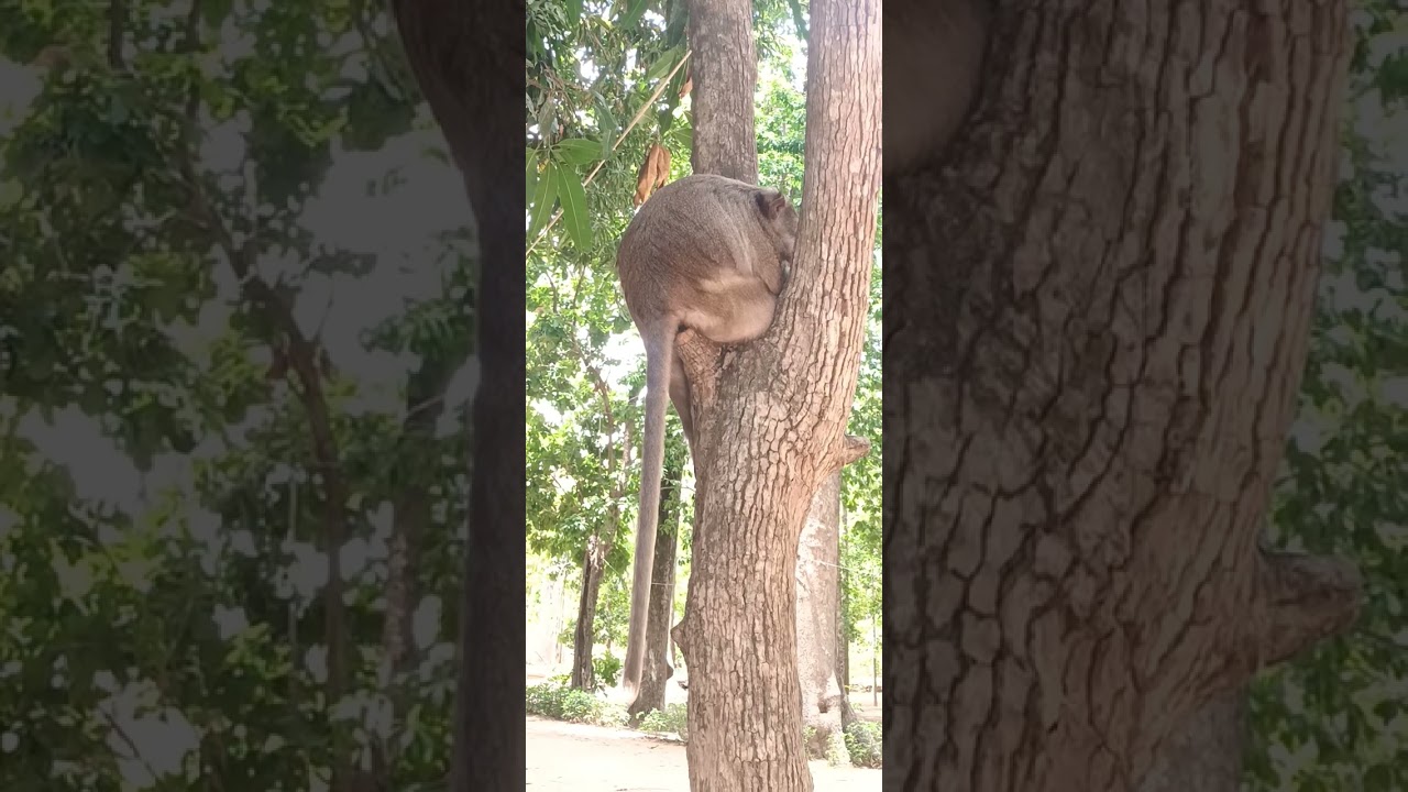 Beautiful big monkey going to sleep on the branch of tree