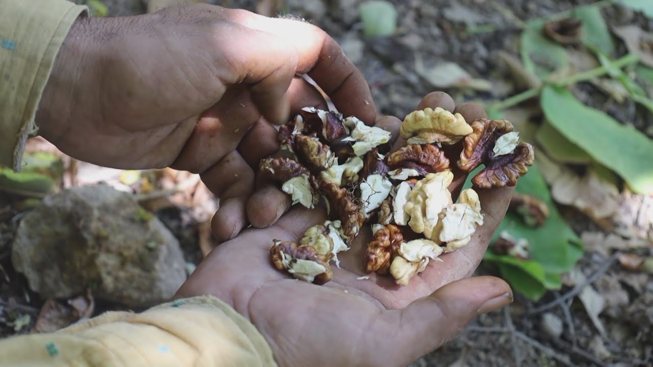 شاهد بدء موسم قطاف الجوز في مدينة دركوش بريف إدلب | صباح سوريا