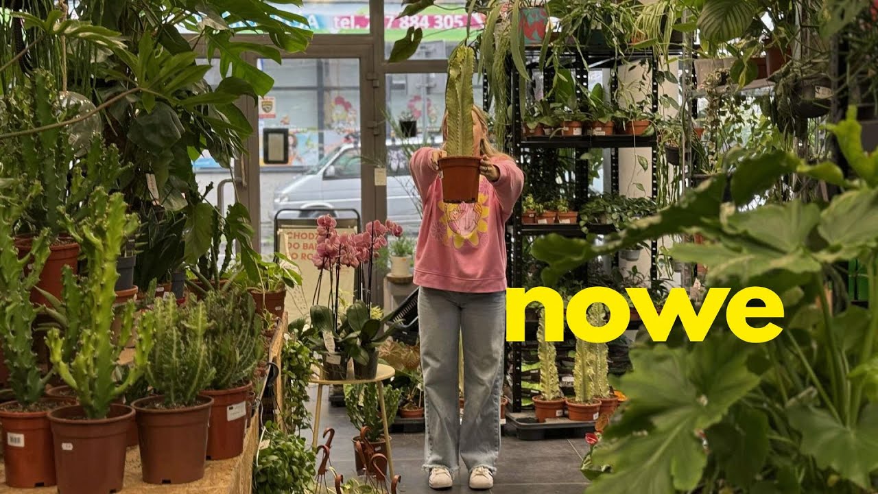 AKCESORIA ROŚLINNE -nowość w badylach! 🌵BONSAI  Anthurium pallidiflorum 🌵Hoya implassata Albo