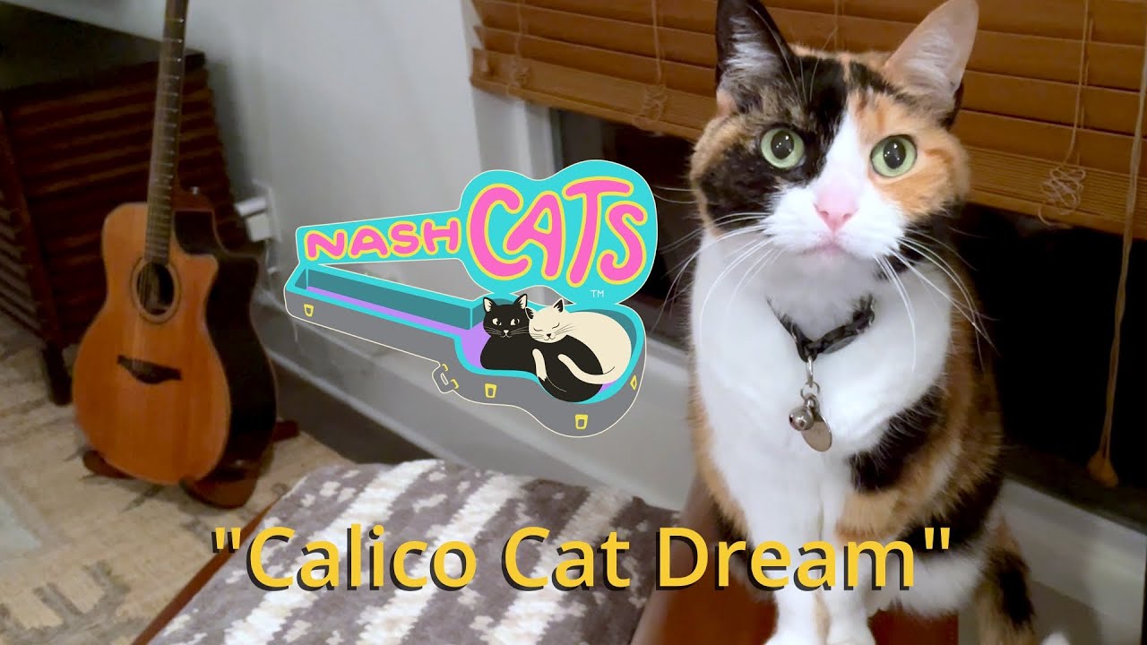 Calico Cat Dream | NashCats Episode 5