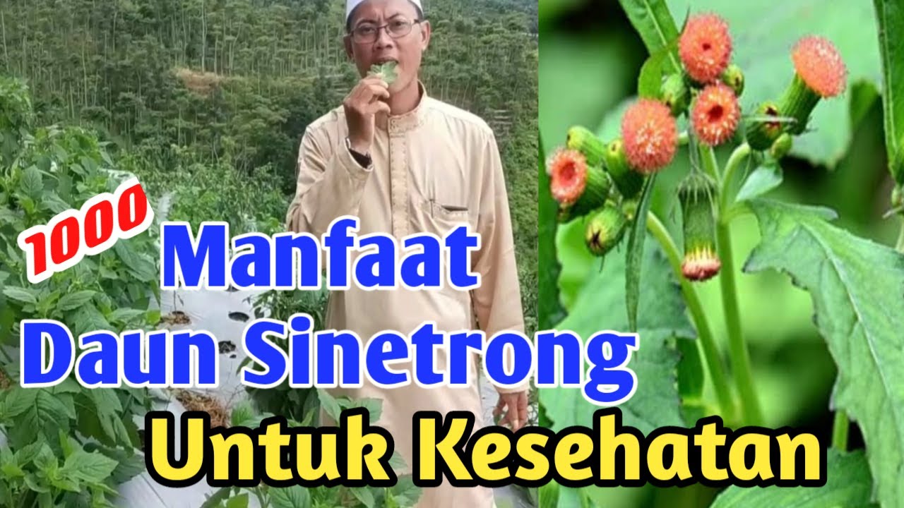 Manfaat Daun Sintrong Untuk Kesehatan & Daya Tahan Tubuh di tahun 2020