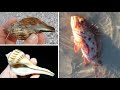 Florida Shelling - Near Lighthouse Beach, Sanibel + Venomous Fish Encounter!