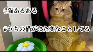 【うちの猫がまた変なことしてる】2020 #猫あるある