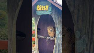 Suara Burung Hantu owl burung  fyp viral happy family hiburan badut tungtungtungsahur