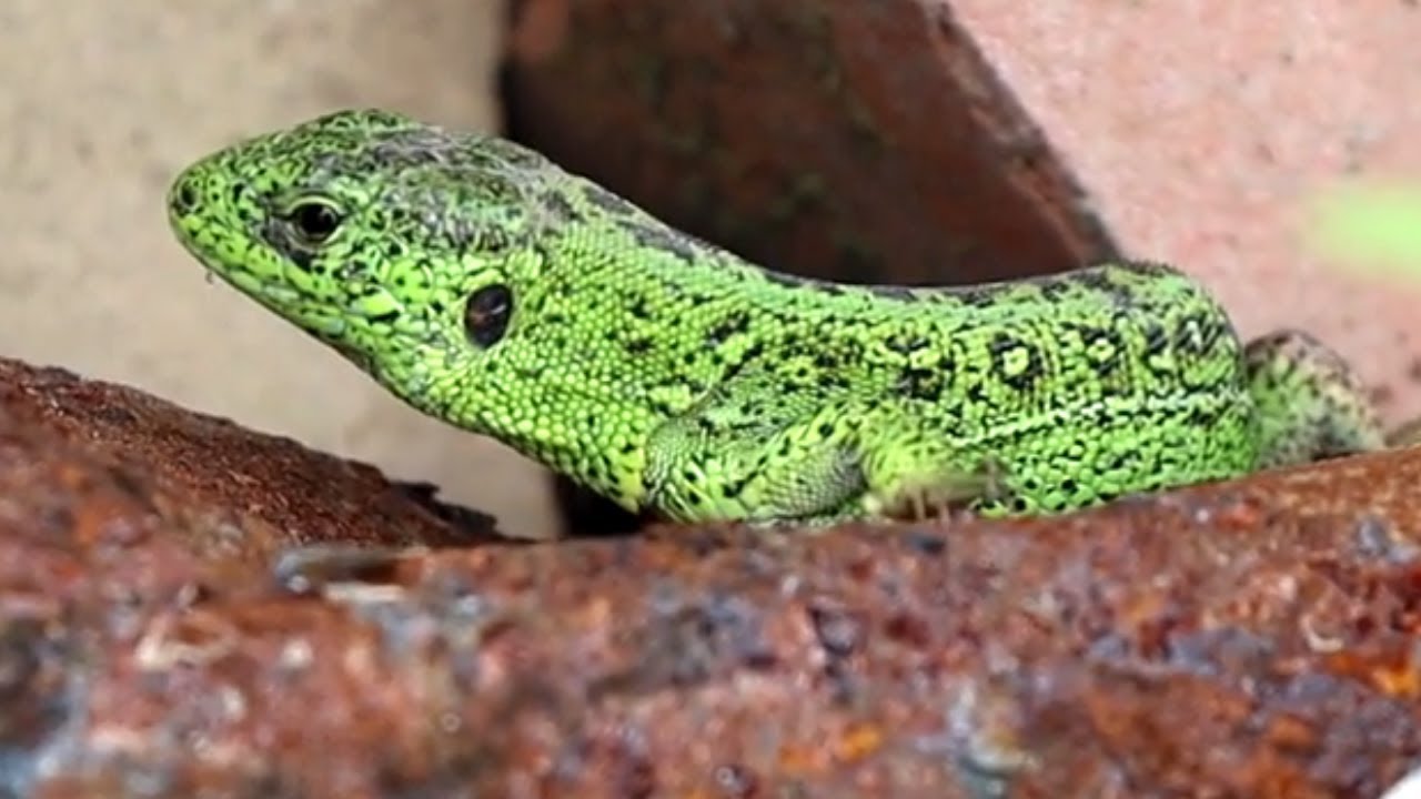 Lizard Basking in the Sun Macro Recording.