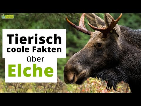 Video: Können Elche auf dem Wasser laufen?