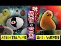 【怖い話】「呪われし恐怖の霊鳥『ヒギョウ様』12時に生まれた雛は必ず処分しないと魂を抜き取られる…」【漫画】