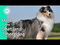 Meet the Shetland Sheepdog の動画、YouTube動画。