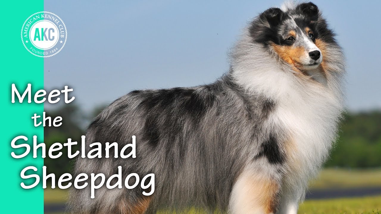 shetland sheepdog youtube
