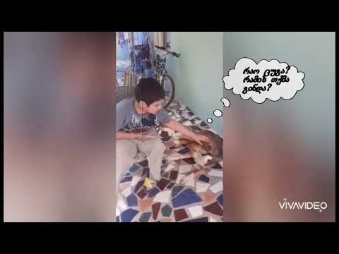 ძაღლის ყეფა შემოესმა, ამ ფიქრში გართულს