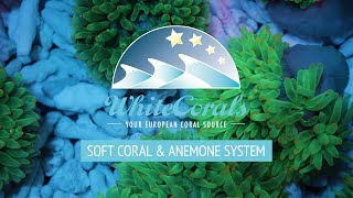 Whitecorals Soft Coral and Anemone System