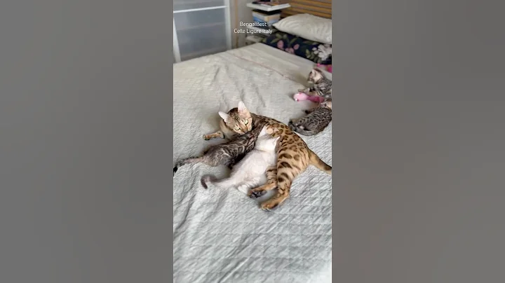 Watch the video about Truth heaven is a place on earth, in Bengal Best 😻#bengalbest #bengalkittens #bengals