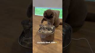 Unexpected Reaction to the New Cat Fountain!😹😹 #catshorts #adoreble #cute#catviralvideos