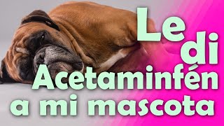 ¿Le puedo dar acetaminofén a mi perro o gato?