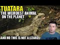 Genetic Analysis Shows Tuatara Is The Strangest Animal on Earth