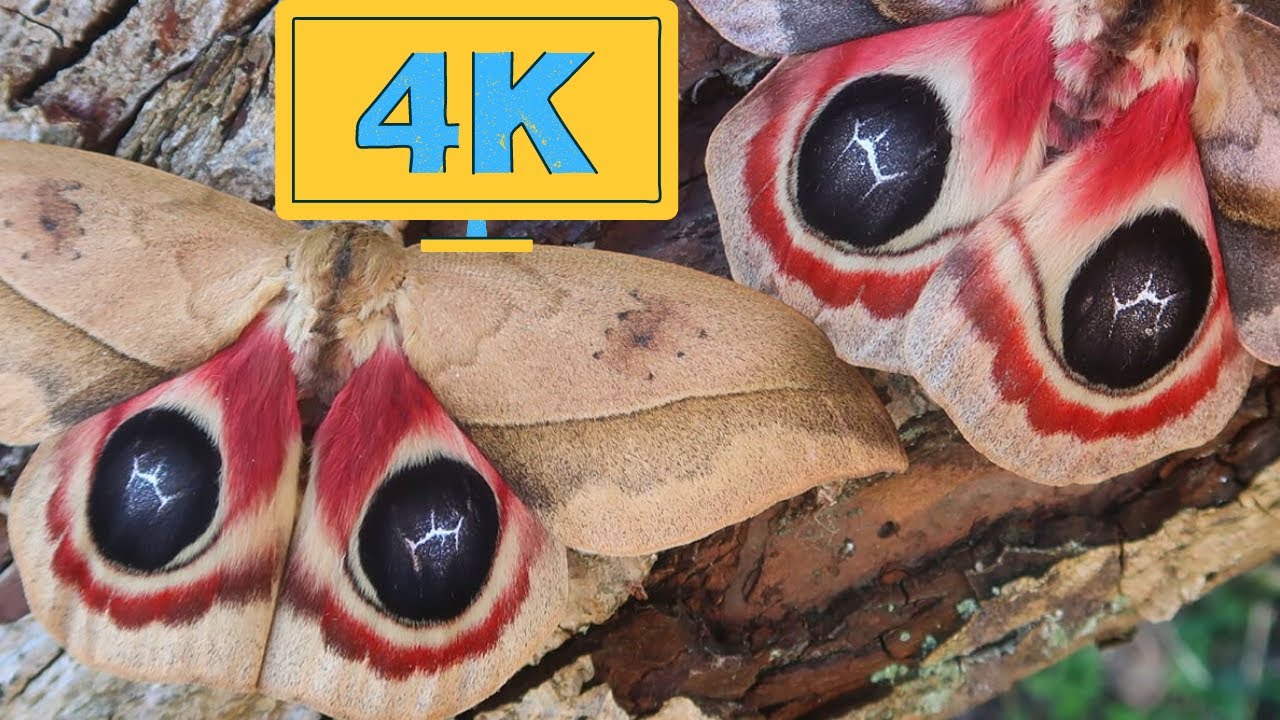 Automeris Moths from Ecuador: Automeris cf. dagmarae (metzli) 4K Quality No Commentary