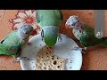Cutest Parrot Family Ever 🦜👶 | Must Watch #Parrot #Pets #ParrotVideo #BestVibes 