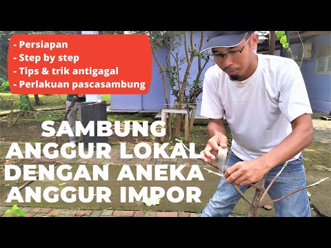 Cara Sambung Tanaman Anggur Lokal Dengan Anggur Impor (How To Graft A Grape)