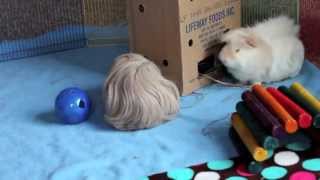 Piggy Floor Time with the Treat Ball by SnowdropHedgie 4,472 views 11 years ago 8 minutes, 48 seconds