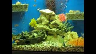 9999 аквариум.100л.ПСЕВДО МОРЕ угловой(цихлиды сто литров .угловой висит на стене по бокам стекла приклеил на герметик ,типа балкона и﻿ засыпал..., 2012-06-17T17:11:47.000Z)