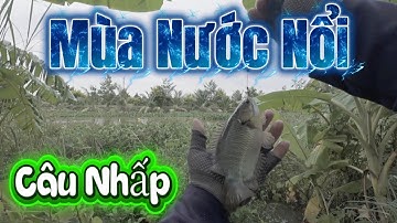 Chia sẻ cách Câu Nhấp Cá Rô Cá Lóc mùa nước nổi quá nhiều cá Video tiếp theo trong ngày 24.10.2025
