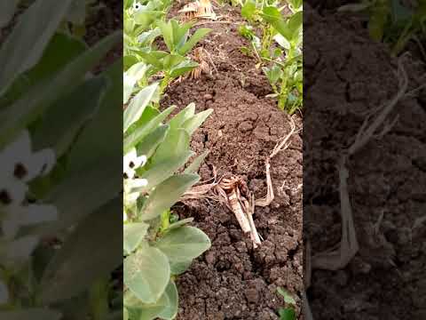 ثقافة زراعية التحميل شاهد الفول البلدى وبعض الخضروات المحملة عليه