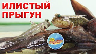 Илистый прыгун. Содержание необычной рыбки в аквариуме. Кто такой прыгун?