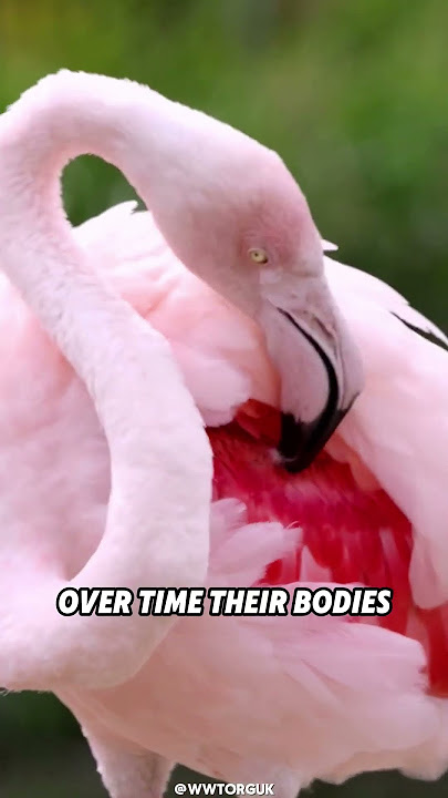 Why Are Flamingos Pink?