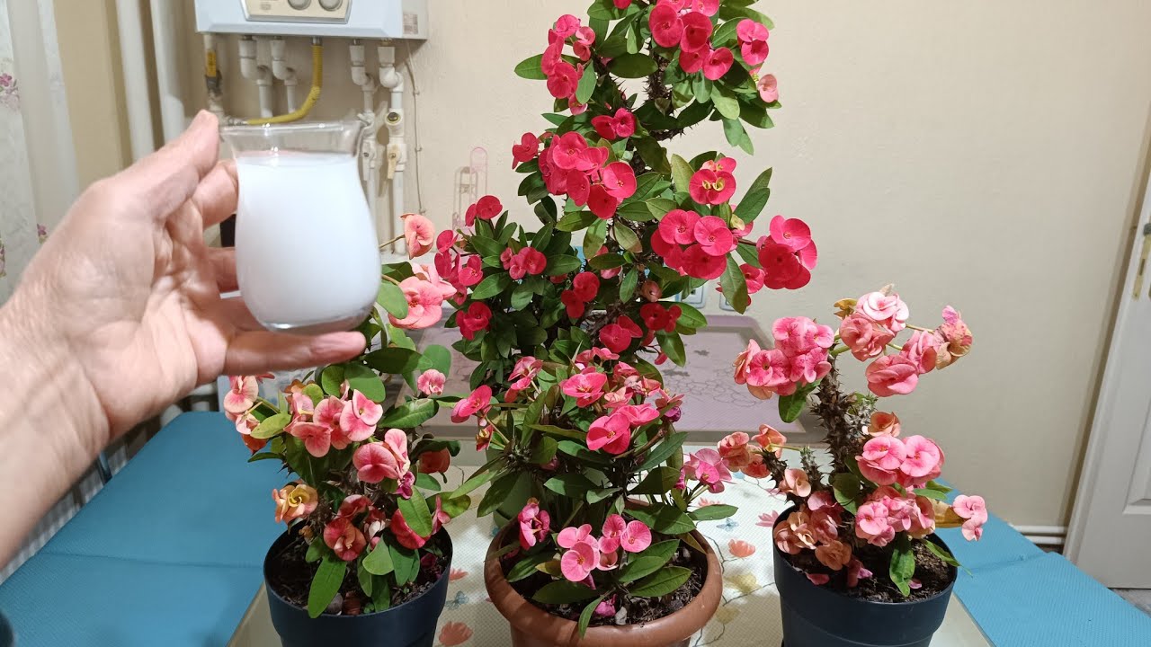 DİKKAT ‼️ DİKENLER TACI ÇILDIRDI 💯 İNANILMAZ BİR ŞEKİLDE ÇİÇEK AÇMAYA BAŞLADI 🥰 dikenler tacı bakımı