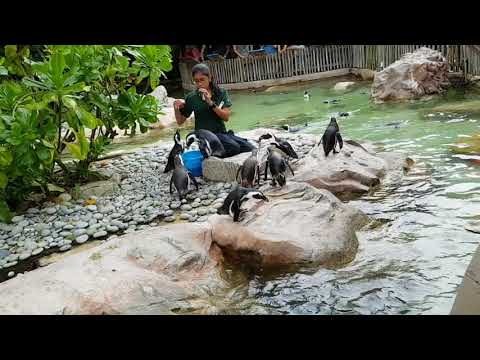 Singapore - Jurong bird park.