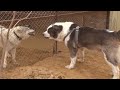 Dog Breeds That Can Kill A Wolf!!!