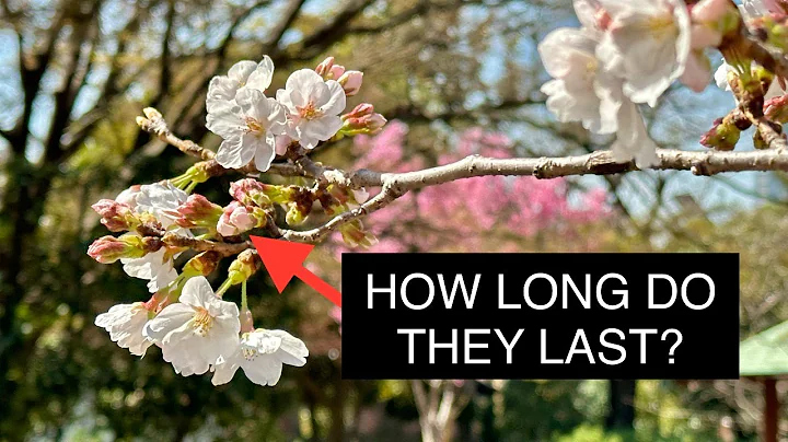 How Long do Cherry Blossoms Last in Japan - 天天要聞