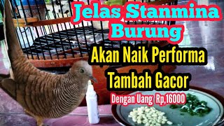 Dengan Uang  Rp, 16,000.Burung Tambah Sehat Dan Makin Gacor /Rajin bunyi @mangoendjoyochannel8053