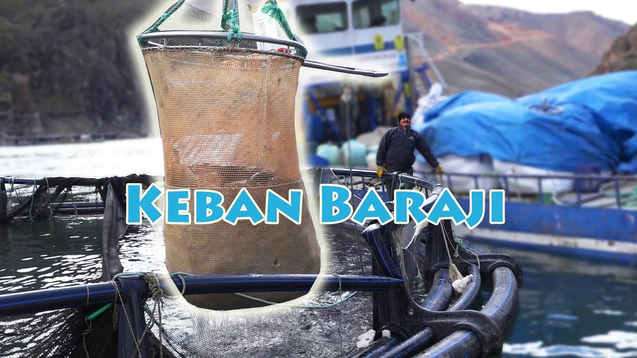 Alabalık Çiftliğinden Balıklar Toplanıyor (Keban Barajı - Böl. II)