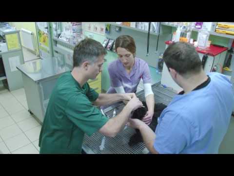 Video: Liječenje Suhog Oka Kod Pasa - Veterinarska Njega U Zemlji Trećeg Svijeta