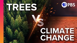 Can Trees Really Fight Climate Change?