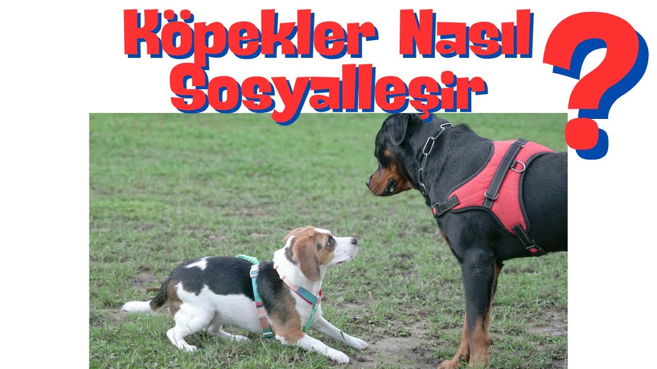Köpekler Nasıl Sosyalleşir