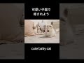 可愛い子猫で 癒されよう　その１「ほぼほぼ天使じゃね？編」　 #shorts