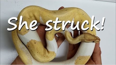 Ball Pythons: Coral Glow Pied clutch #6