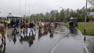 Cows parade in Swiss mountains