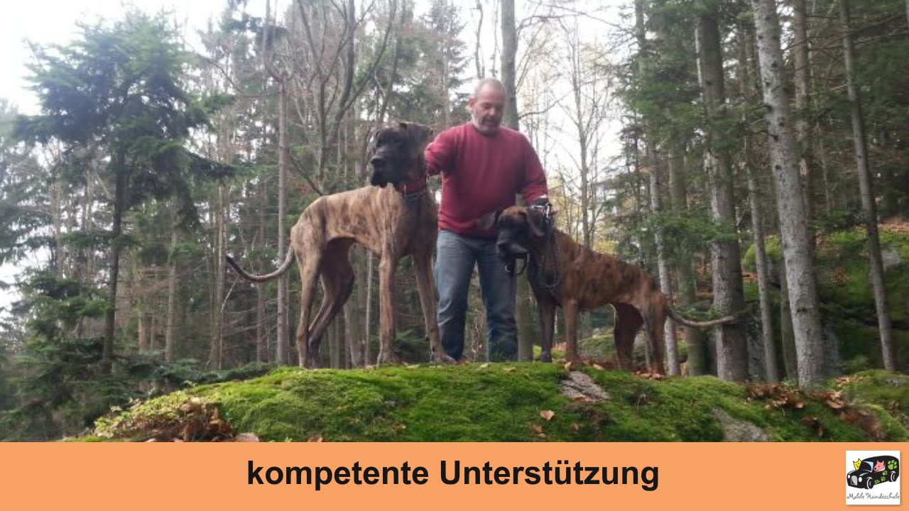 Mobile Hundeschule Problemhunde Hundeschule Donauwörth Hundeschule Dillingen Hundeschule Augsburg konzept unternehmensvideo