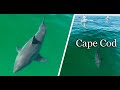 Large great white sharks near shore in cape cod
