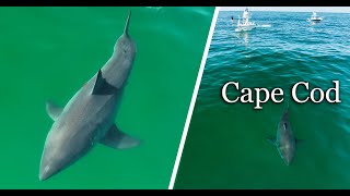 Large Great White Sharks Near Shore in Cape Cod