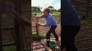 Vet Helps Deliver Big Calf 🍼❤️ | Bondi Vet #shorts