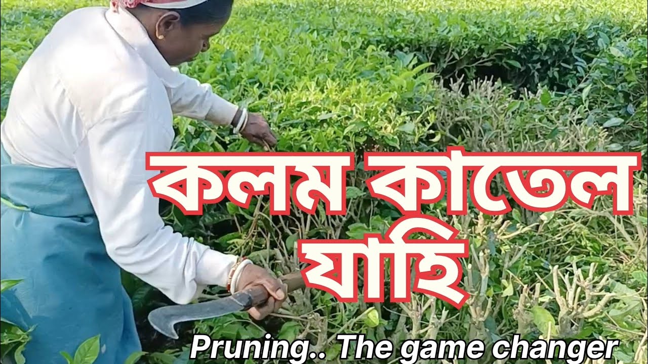 চাহ বাগিছাৰ কলম//Pruning starts