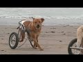 Paralysed dogs in wheelchairs play on the beach in Peru