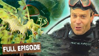 Deep Sea Diving To Find Some Magical Sea Dragons! 🐉 | Travels With The Bondi Vet | S02 E07 | Untamed Information