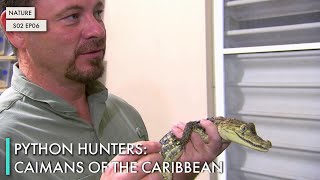 Python Hunters: Caimans of the Caribbean